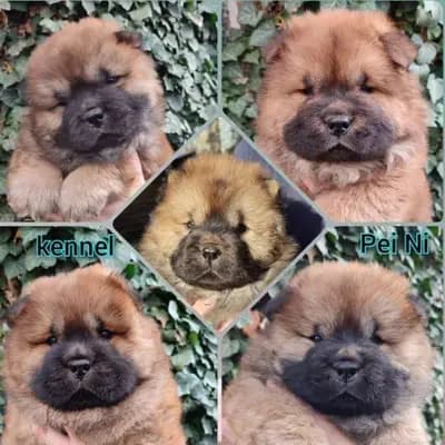 Titelbild von Chow-Chow Zucht Pei Ni in Brandenburg, Heimat unserer Chow Chow-Zucht.