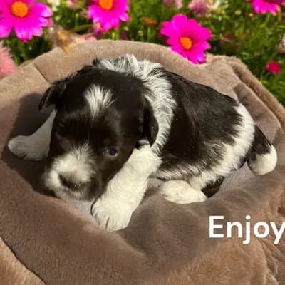 Enjoy – Zwergschnauzer Welpe, Bayern, 由...饲养 Ehrenbürg-Zwerge (American Schnauzer)