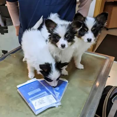 Galerie-Bild von Papillons von der Flussaue  in Niedersachsen, mit Eindrücken unserer Kontinentaler Zwergspaniel (Papillon)-Zucht.