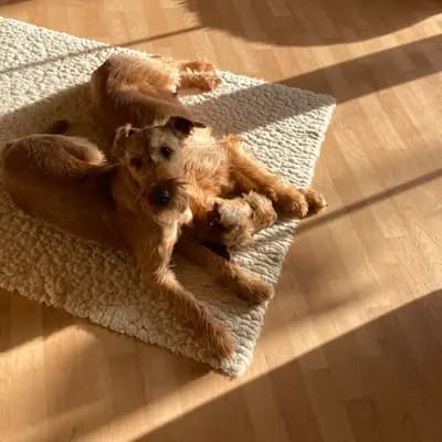 Foto von Ylvie (Wicki von der Kaetkenburg), einem Irish Terrier-Elternhund in Schleswig-Holstein.
