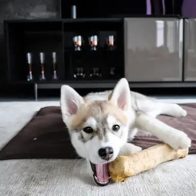 Galerie-Bild von F3 Pomsky Welpen aus privater Hundezucht in München in Bayern, mit Eindrücken unserer Pomsky-Zucht.