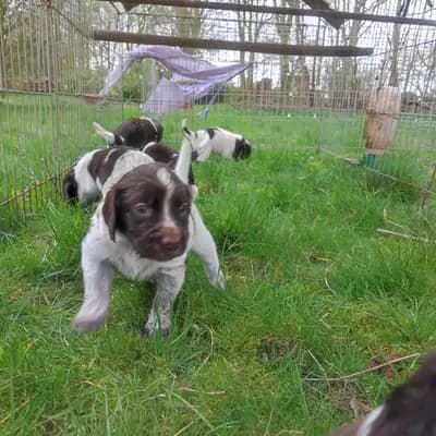 Foto von Archy, einem Kleiner Münsterländer-Welpe in Niedersachsen.