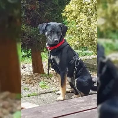 Zicco