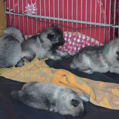 Bild aus Wolfsspitze von Klein Manhattan in Nordrhein-Westfalen, wo unsere Wolfsspitz-Hunde in einer liebevollen Umgebung aufwachsen.