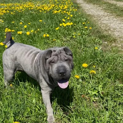 Foto von Malou, einem Shar Pei-Elternhund in Baden-Württemberg.