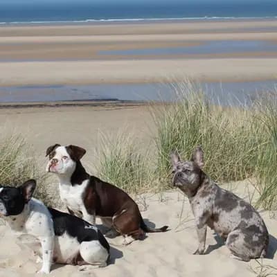Galerie-Bild von Active Bulldogs in Rheinland-Pfalz, mit Eindrücken unserer Französische Bulldogge-Zucht.
