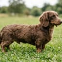 Foto der Rasse Doxiepoo