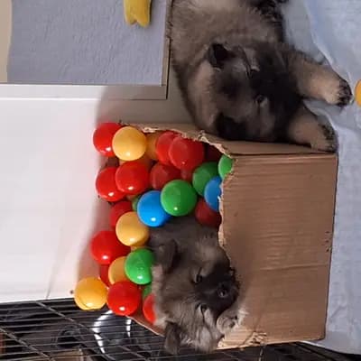 Bild aus Wolfsspitze vom Wattenlöper  in Niedersachsen, wo unsere Wolfsspitz-Hunde in einer liebevollen Umgebung aufwachsen.