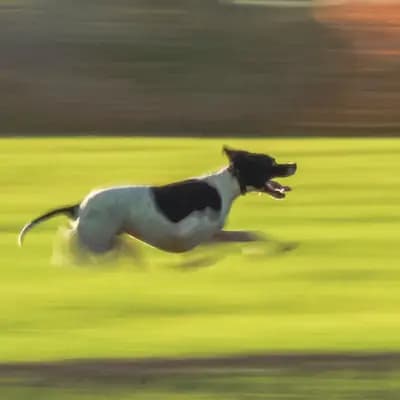 Galerie-Bild von Zwinger von den Dachsfichten in Brandenburg, mit Eindrücken unserer English Pointer-Zucht.