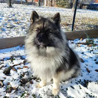 Foto von Floriel, einem Mischlingshunde-Elternhund in Baden-Württemberg.