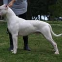 Foto der Rasse Dogo Argentino