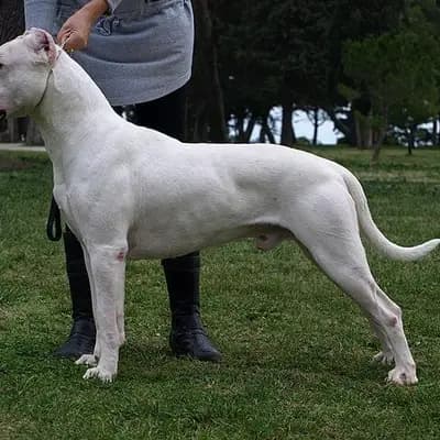 Dogo Argentino – Hunderasse