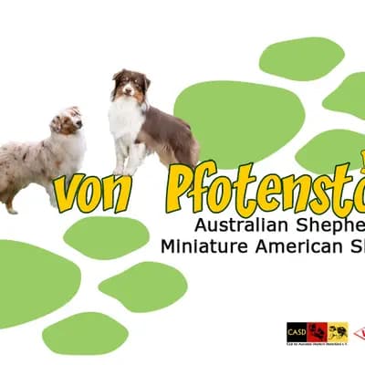 Bestes Zuhause gesucht – Australian Shepherd Welpe, Schleswig-Holstein, 由...饲养 Kennel Von Pfotenstolz