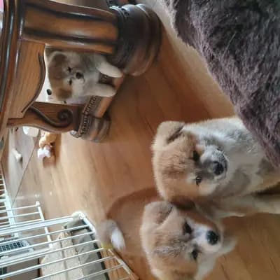 Bild aus Akitaostbelgien Go Haiben Shunzansou in Wallonische Region, wo unsere Akita-Hunde in einer liebevollen Umgebung aufwachsen.