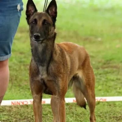 Galerie-Bild von Malinois vom Templerordern  in Baden-Württemberg, mit Eindrücken unserer Malinois-Zucht.