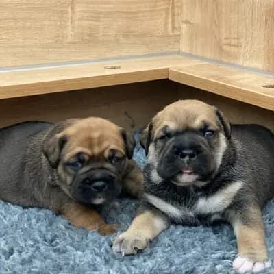 Foto des A-Wurf von Perro Dogo Mallorquin (Mallorca-Dogge) in Casa de la Vida, aufgenommen in Bayern.