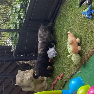 Bild aus Bouviers des Flandres vom Spicher Wäldchen in Nordrhein-Westfalen, wo unsere Bouvier des Flandres-Hunde in einer liebevollen Umgebung aufwachsen.