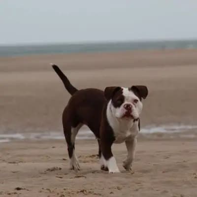 Galerie-Bild von Active Bulldogs in Rheinland-Pfalz, mit Eindrücken unserer Französische Bulldogge-Zucht.