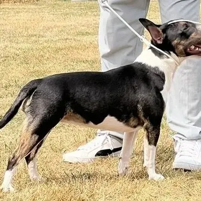 Foto des A-Wurf von Miniature Bullterrier in Miniature Bull Terrier vom Blasheimer Markt , aufgenommen in Nordrhein-Westfalen.