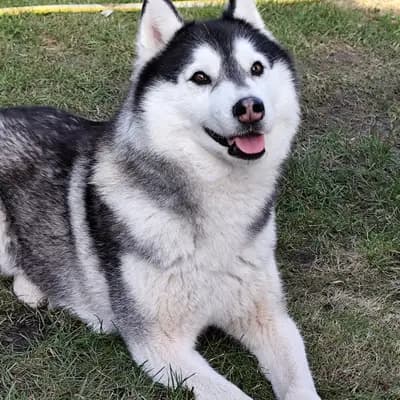 Miska