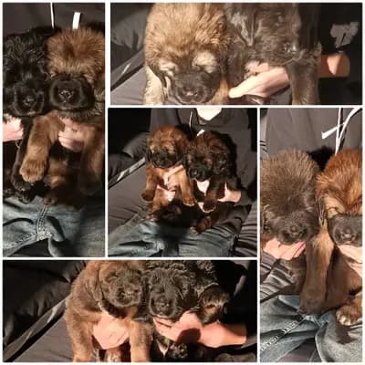 Galerie-Bild von Hundezucht von dem grünen Felde in Niedersachsen, mit Eindrücken unserer Do Khyi-Zucht.