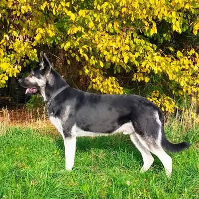 Galerie-Bild von Von Vegas Imperium in Nordrhein-Westfalen, mit Eindrücken unserer Osteuropäischer Schäferhund-Zucht.