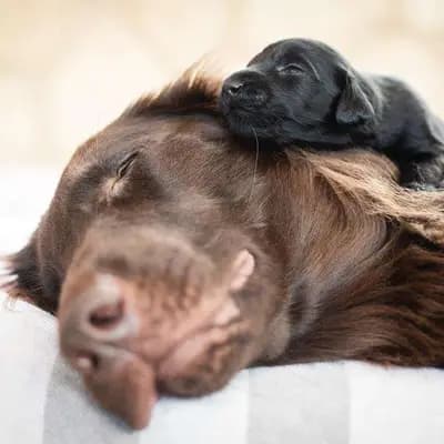 Galerie-Bild von Flat Coated Retriever von Equinox in Rheinland-Pfalz, mit Eindrücken unserer Flat Coated Retriever-Zucht.