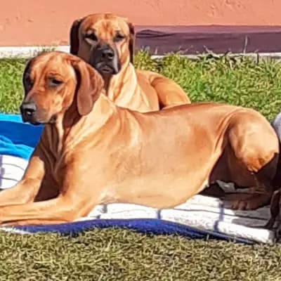 Galerie-Bild von Kennel vom Werratal in Thüringen, mit Eindrücken unserer Rhodesian Ridgeback-Zucht.