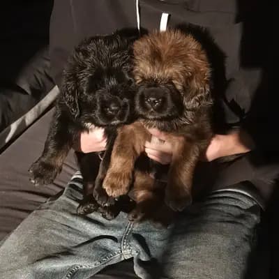 Galerie-Bild von Hundezucht von dem grünen Felde in Niedersachsen, mit Eindrücken unserer Do Khyi-Zucht.