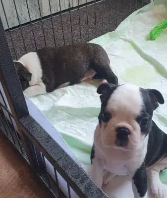 Foto des K-Wurf von Boston Terrier in von der Schnurzelranch , aufgenommen in Mecklenburg-Vorpommern.