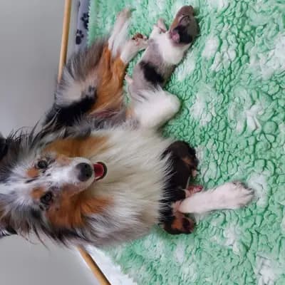 Bild aus Shelties von Little Insa  in Brandenburg, wo unsere Shetland Sheepdog-Hunde in einer liebevollen Umgebung aufwachsen.