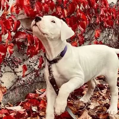 Titelbild von Dogo Argentino Züchter in Sachsen, Heimat unserer Dogo Argentino-Zucht.