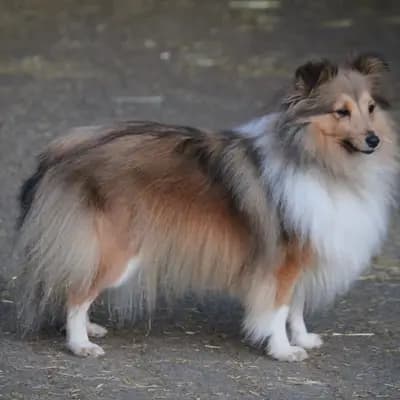 Hündin aus X-Wurf – Collie (Langhaar) Welpe, Nordrhein-Westfalen, 由...饲养 Collie und Sheltiezucht vom Bläsereck