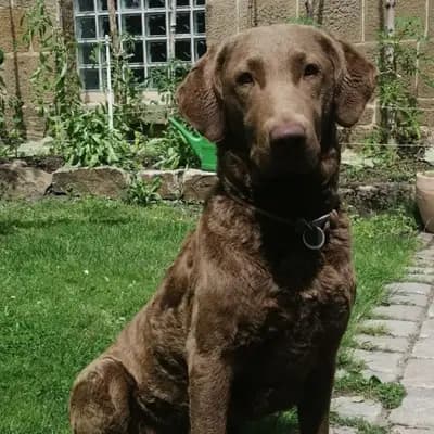 Foto von Sur le Quivive Elise, einem Chesapeake Bay Retriever-Elternhund in Hessen.