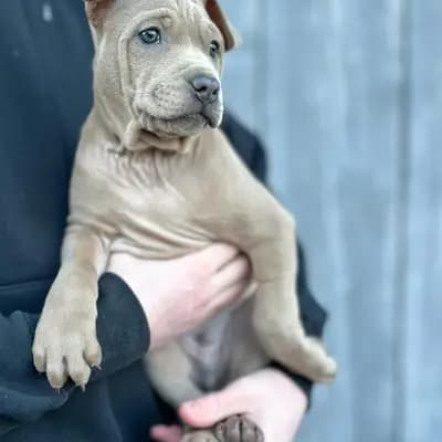Foto von Yidee, einem Thai Ridgeback-Welpe in Zürich.
