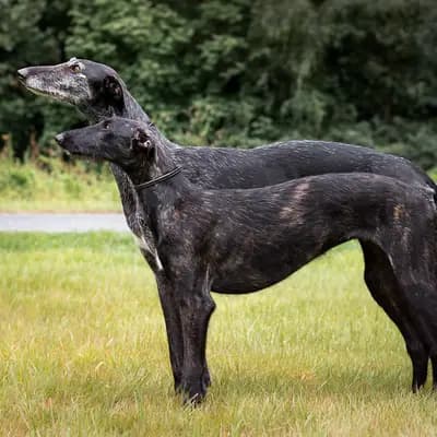 Titelbild von del Luna y Sol in Niedersachsen, Heimat unserer Galgo Espanol-Zucht.