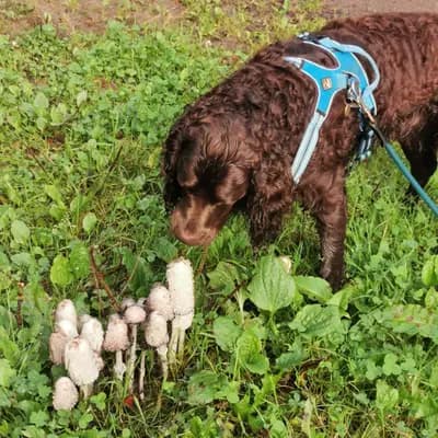 Galerie-Bild von American Water Zucht im Bergischen Land  in Nordrhein-Westfalen, mit Eindrücken unserer American Water Spaniel-Zucht.