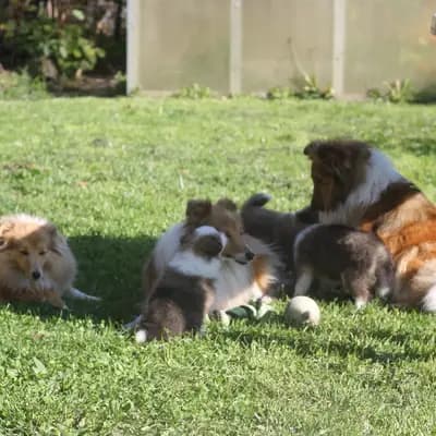 Bild aus Sarah's Dream Shelties & Collies in Bayern, wo unsere Shetland Sheepdog-Hunde in einer liebevollen Umgebung aufwachsen.