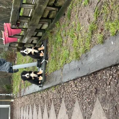 Bild aus Bernersennenhunde vom Schimmerhof  in Mecklenburg-Vorpommern, wo unsere Berner Sennenhund-Hunde in einer liebevollen Umgebung aufwachsen.