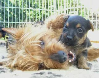Titelbild von Lesnoy's Australian Terrier in Nordrhein-Westfalen, Heimat unserer Australian Terrier-Zucht.