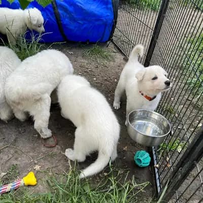 Galerie-Bild von Vom Tal der weissen Ruhrwölfe in Nordrhein-Westfalen, mit Eindrücken unserer Weißer Schweizer Schäferhund-Zucht.