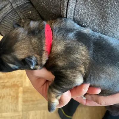 C-Wurf – Altdeutscher Schäferhund Welpe, Baden-Württemberg, 由...饲养 Altdeutsche Schäferhunde vom Hofe Sankt-Katharina 