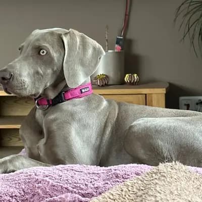 Foto von Misty, einem Weimaraner (kurzhaar)-Elternhund in Niederösterreich.