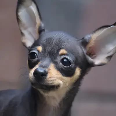 Liebes – Russkiy Toy (Russischer Toy) Welpe, Niedersachsen, 由...饲养 Hundezucht "von Toy-Hit"