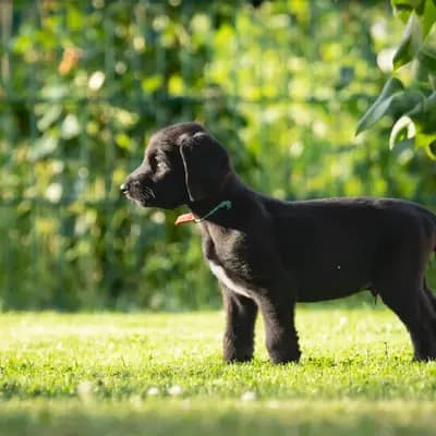 Foto von Caminsky, einem Afghanischer Windhund-Welpe in Brandenburg.