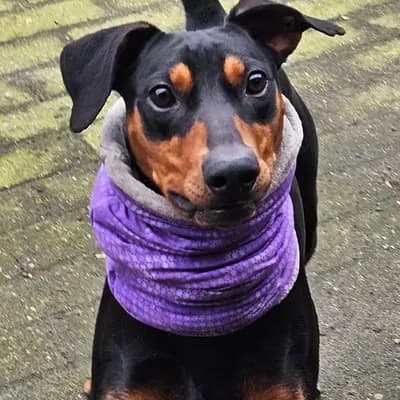 Deutscher Pinscher Rüde – Deutscher Pinscher Welpe, Nordrhein-Westfalen, 由...饲养 Deutsche Pinscher Of Forest Rose 