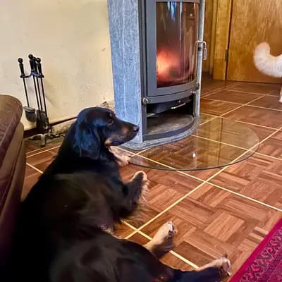 Bild aus Hovawart von der Hünenburg  in Nordrhein-Westfalen, wo unsere Hovawart-Hunde in einer liebevollen Umgebung aufwachsen.