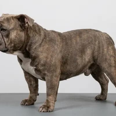 Exotic Bully – 狗品种