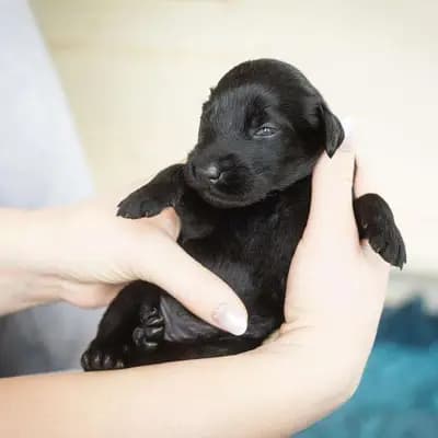 Galerie-Bild von Flat Coated Retriever von Equinox in Rheinland-Pfalz, mit Eindrücken unserer Flat Coated Retriever-Zucht.