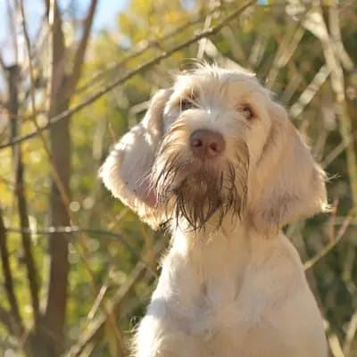 Titelbild von Spinone Italiano vom Bergheimer Hof in Baden-Württemberg, Heimat unserer Spinone Italiano-Zucht.